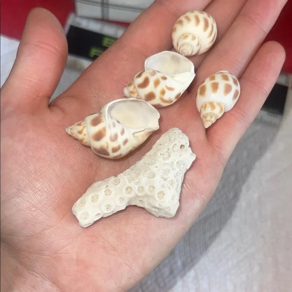 Assorted Seashell Collection - Picture 9 of 10